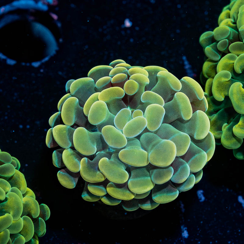 Golden Hammer Euphyllia