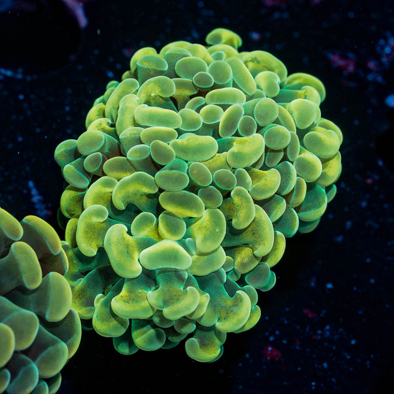 Golden Hammer Euphyllia