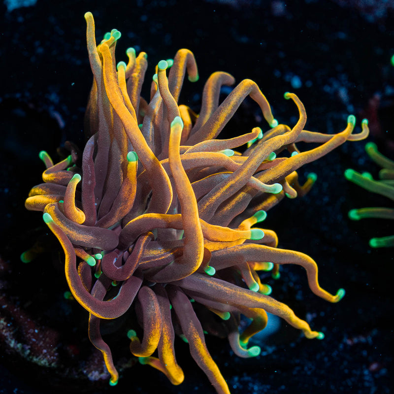 21 tails Torch Euphyllia