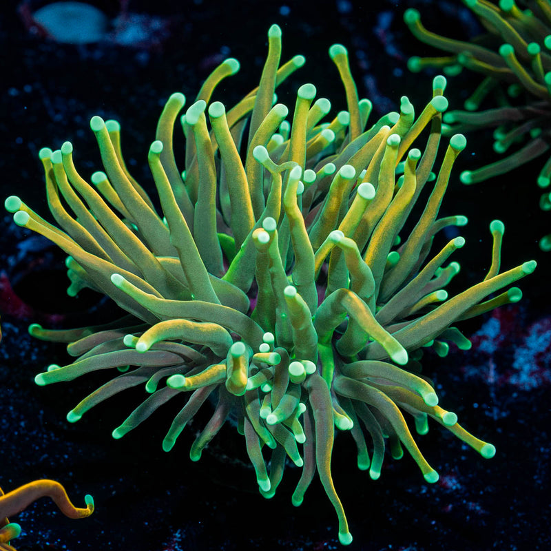 Inferno Gold Torch Euphyllia