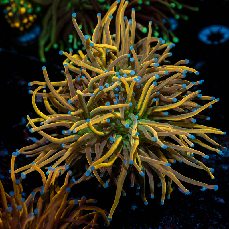 Sun Drop Torch Euphyllia