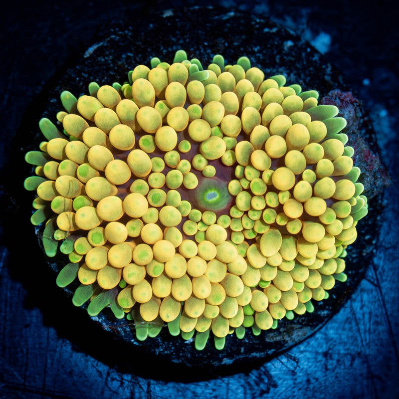 Yellow FL Ricordea Mushroom