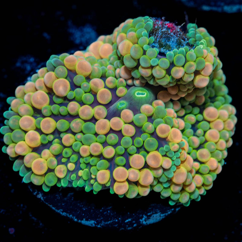 Rainbow FL Ricordea Mushroom