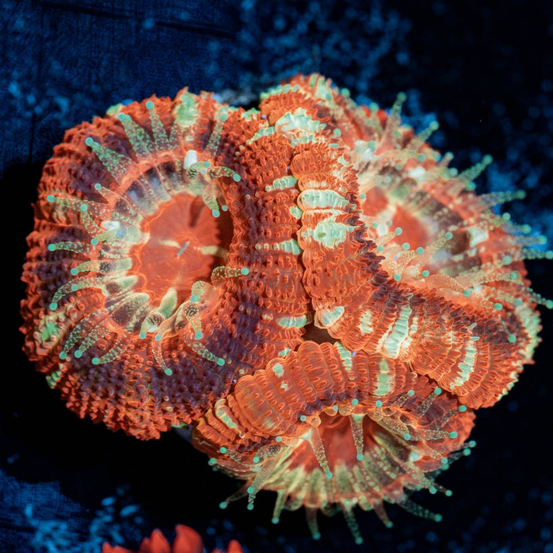 Blood Moon Asian Acan