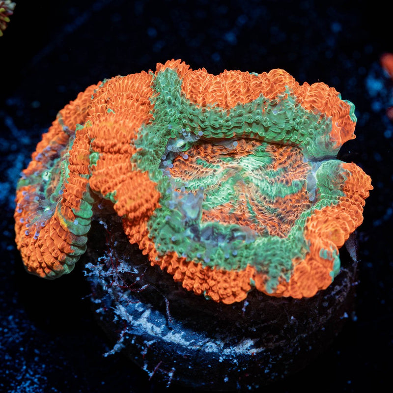 Captain Hook Asian Acan