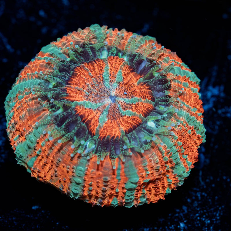 Captain Hook Asian Acan