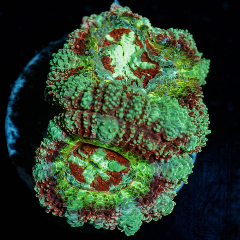 Leprechaun's Treasure Asian Acan