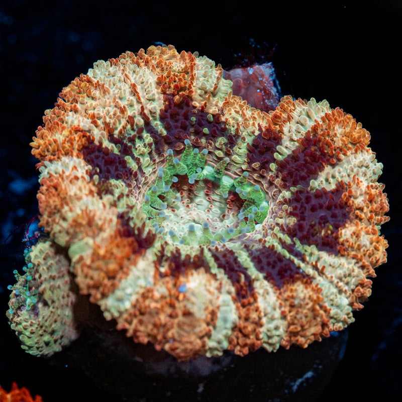 Wolverine Asian Acan