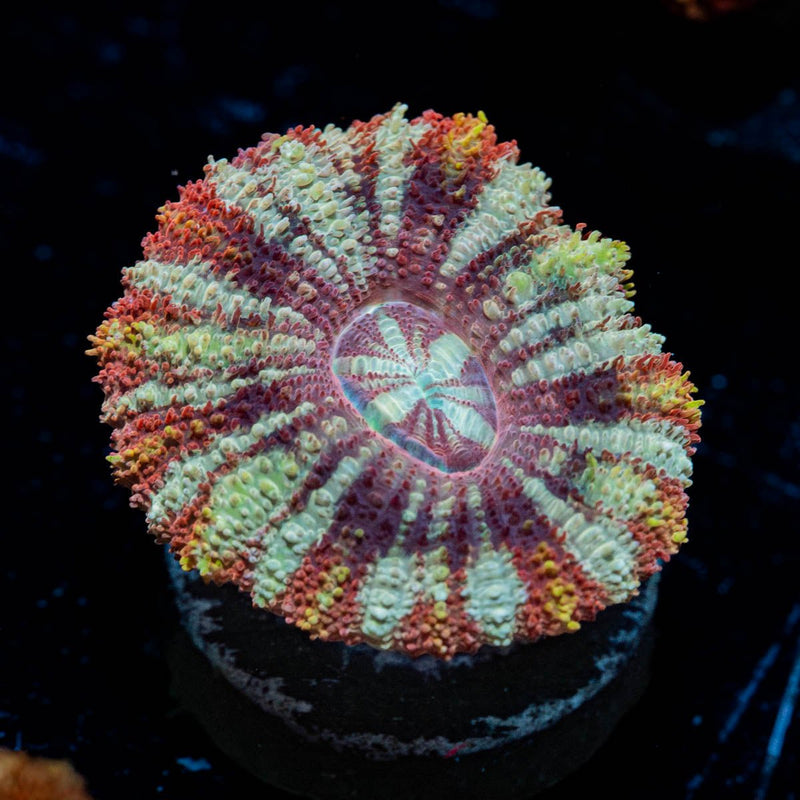 Red Panda Asian Acan