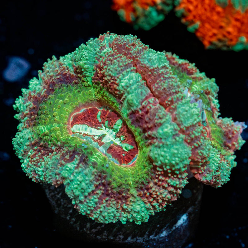 Leprechaun's Treasure Asian Acan