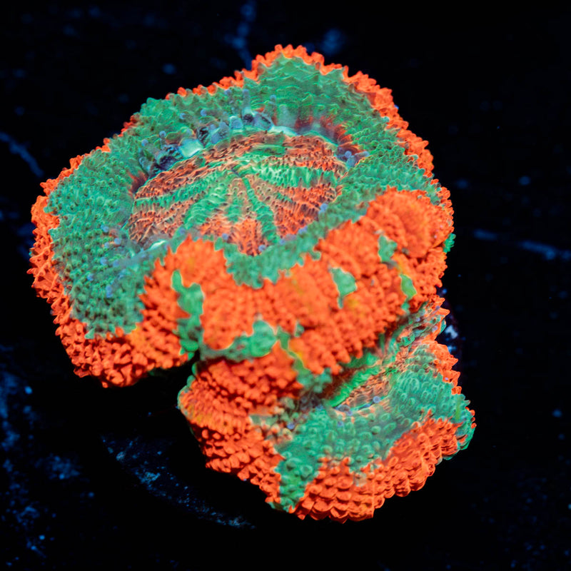 Tony The Tiger Asian Acan