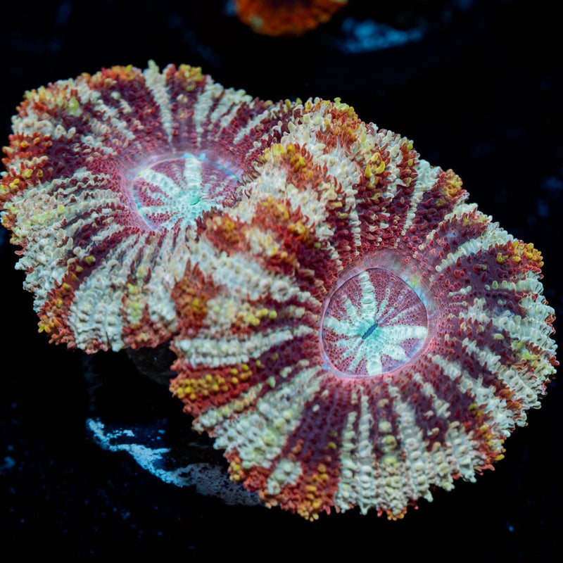 Red Panda Asian Acan