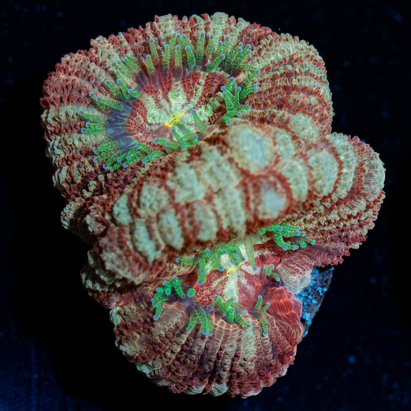 Sherbet Asian Acan Micromussa