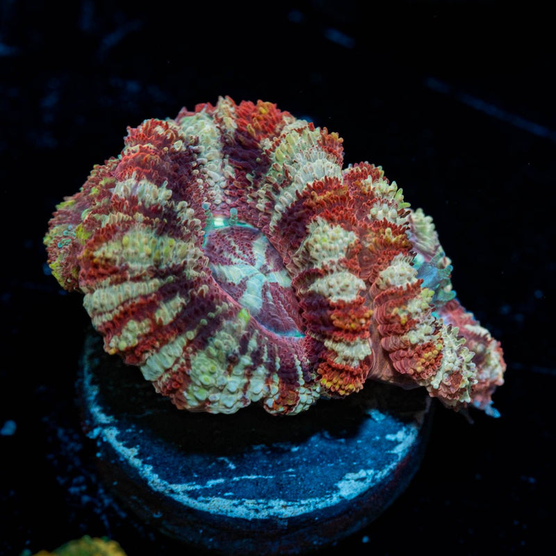 Red Panda Asian Acan