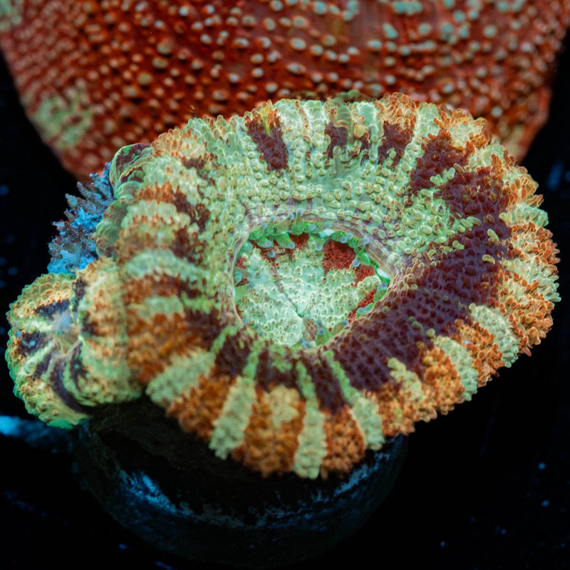 Wolverine Asian Acan