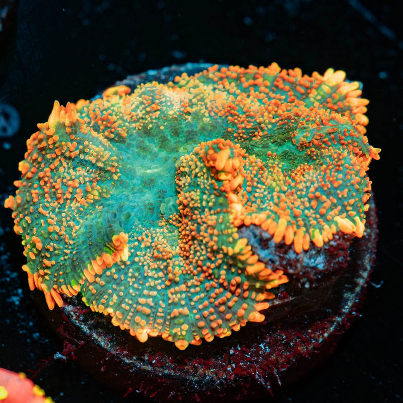Orange Rhodactis Mushroom