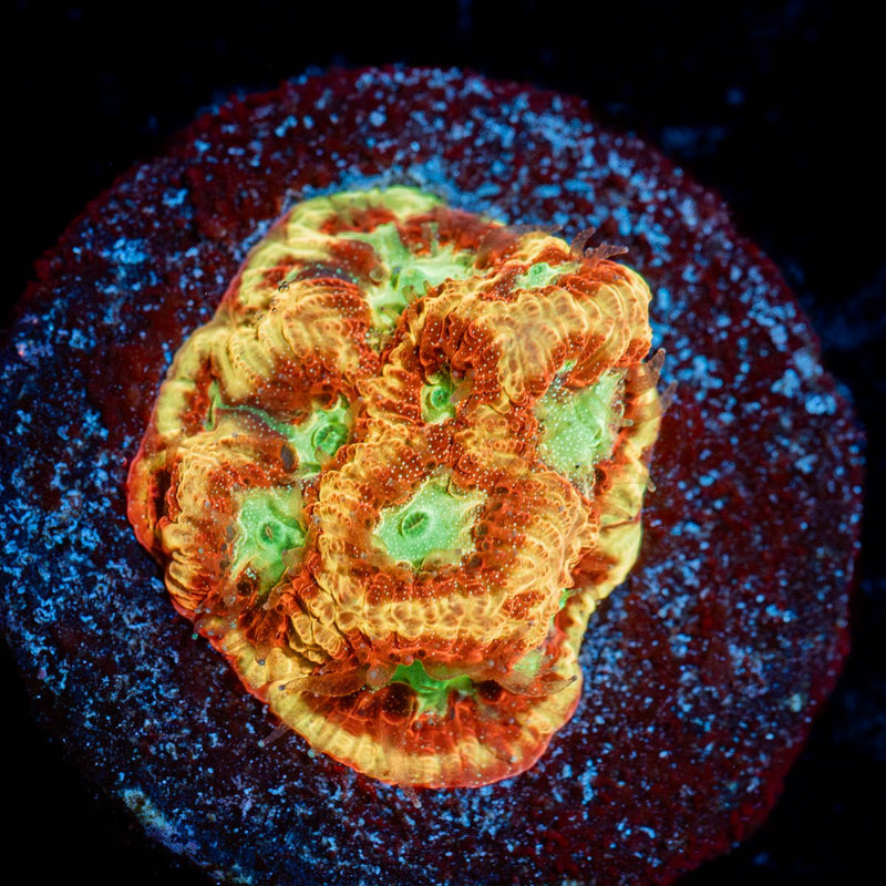 Conflict Diamond Favia