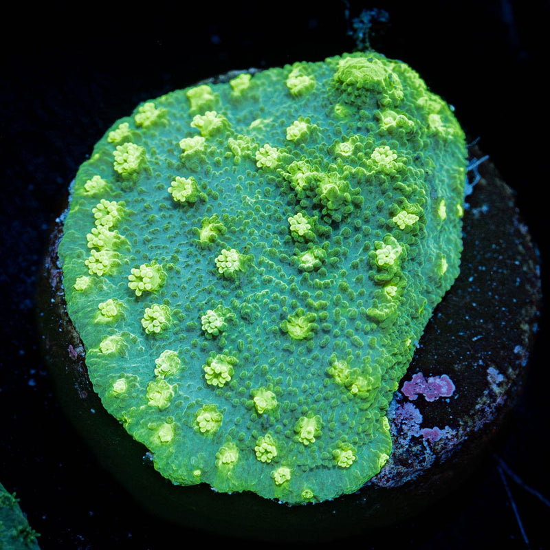 Palm Coast Astreopora