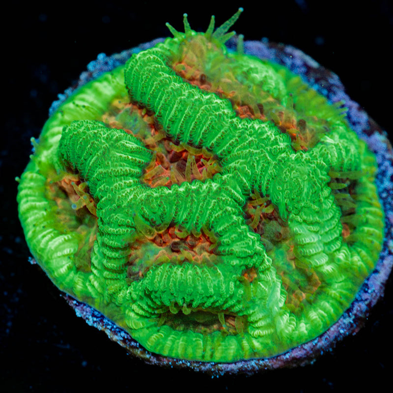 Poison Dart Frog Favia