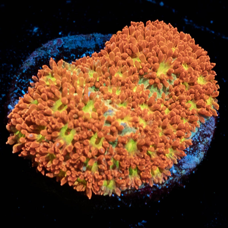 Pumpkinhead Bernardpora