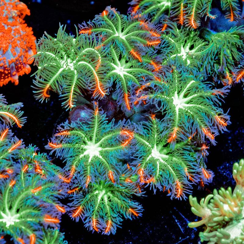 ARC Firework Clove Polyps