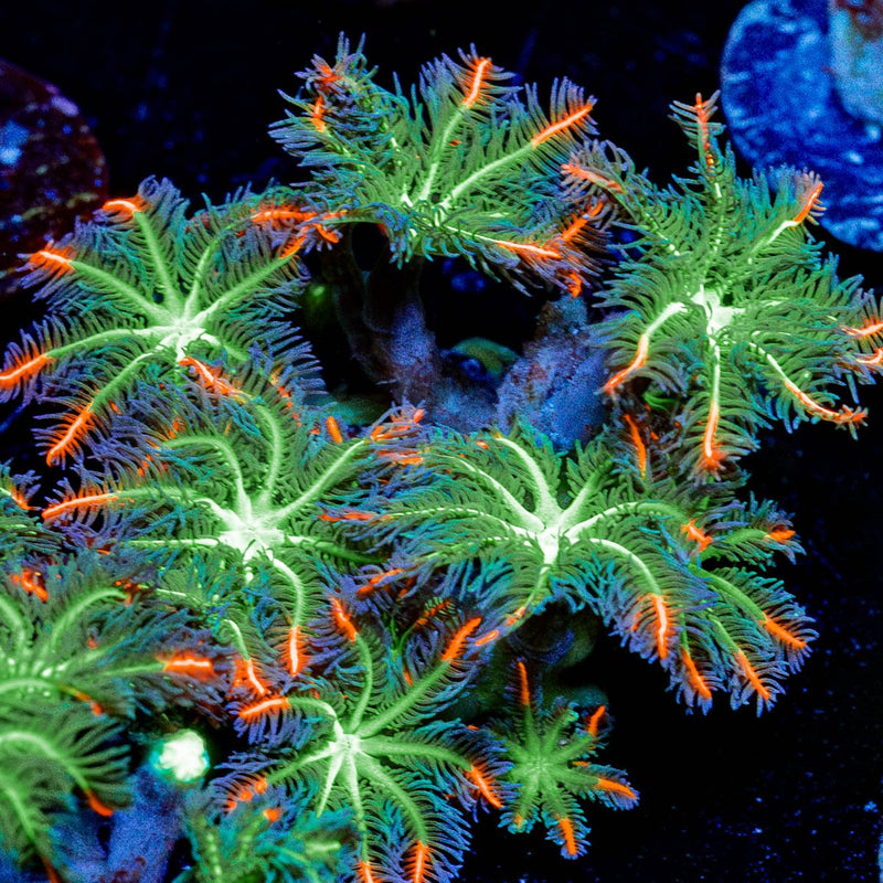 ARC Firework Clove Polyps