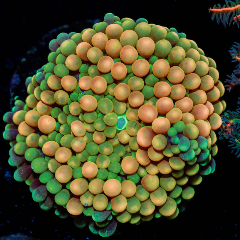 Rainbow FL Ricordea Mushroom