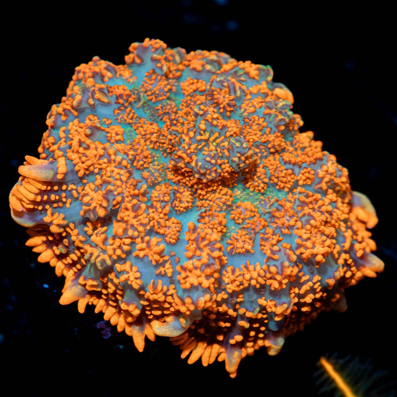 Superman Rhodactis Mushroom