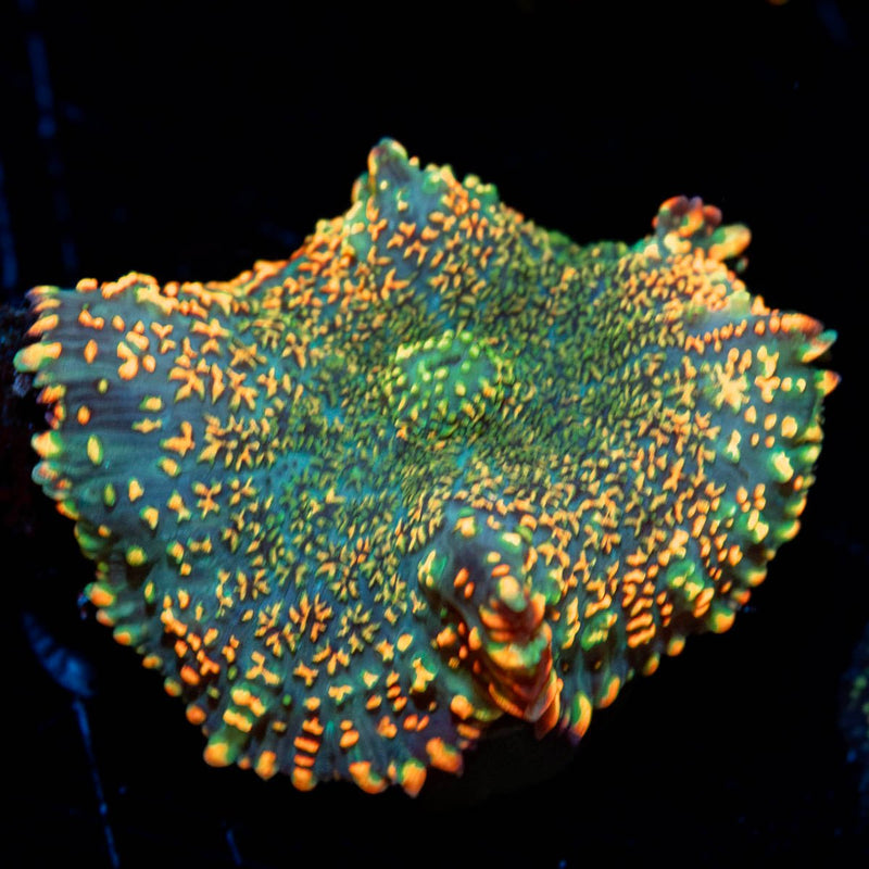 Orange Rhodactis Mushroom