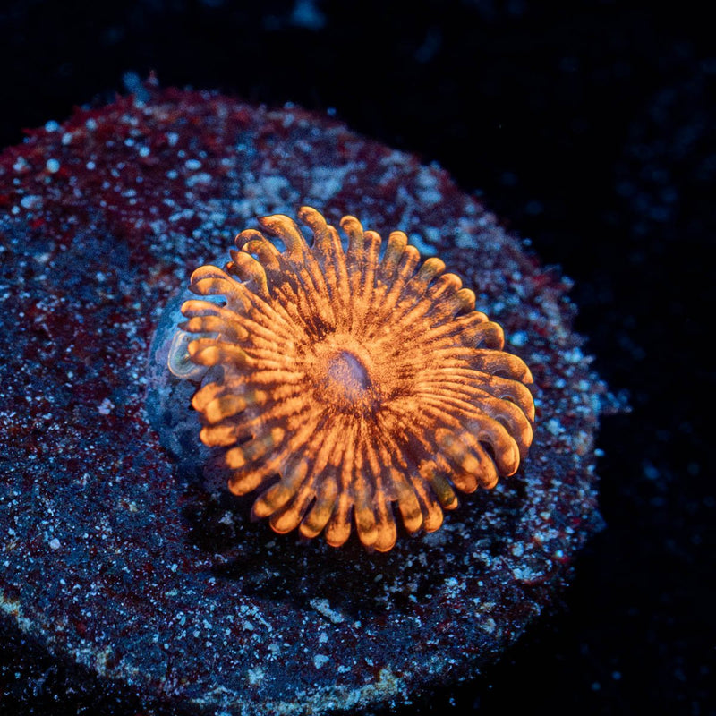 Cinnamon Zoanthid