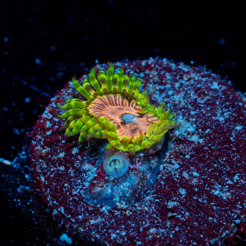 Purple Monster Zoanthid