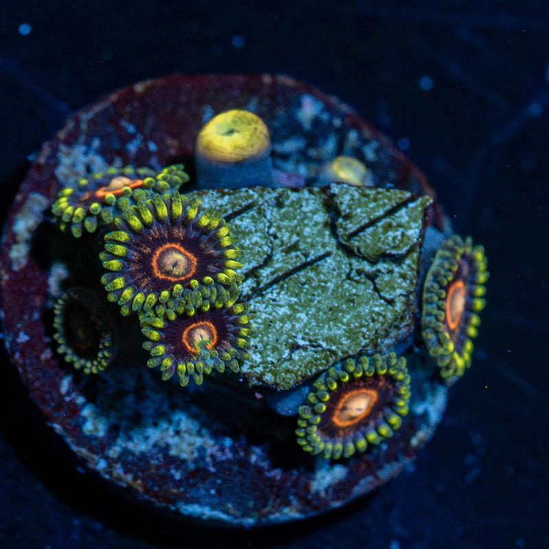 Jawbreaker Hornet Zoanthid