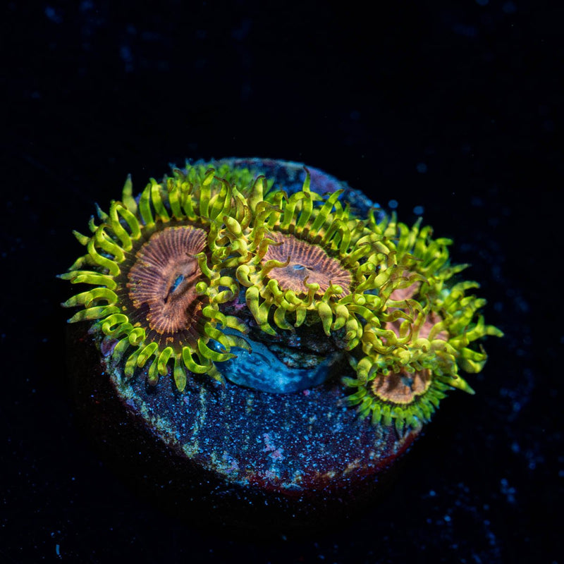 Purple Monster Zoanthid