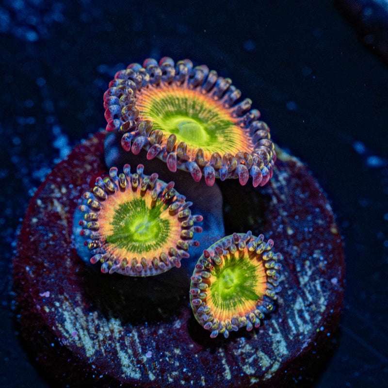 Tinker Bells Zoanthid