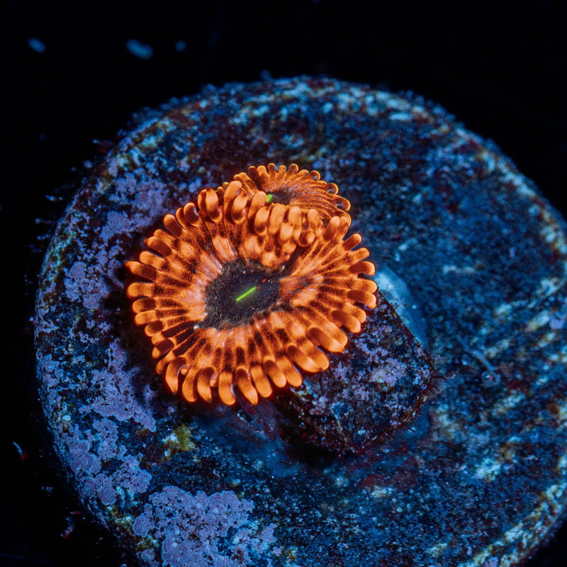 Utter Chaos Zoanthid