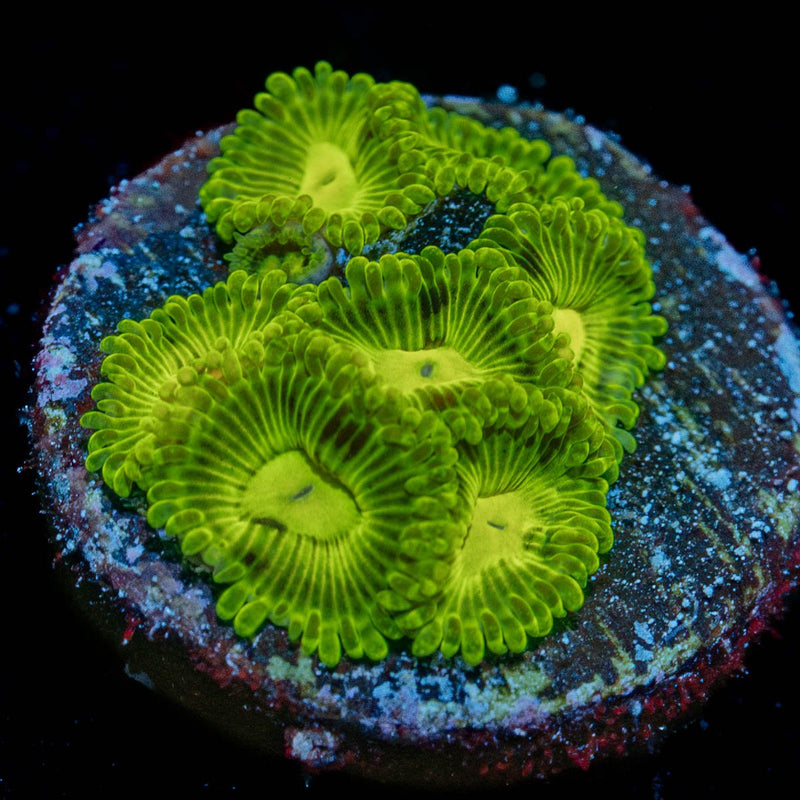 Emerald Maul Zoanthid