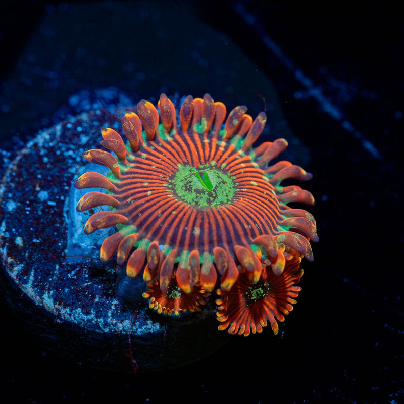 Magician Zoanthid