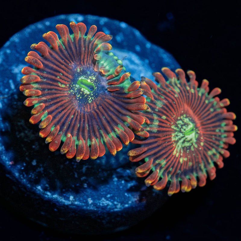 Magician Zoanthid