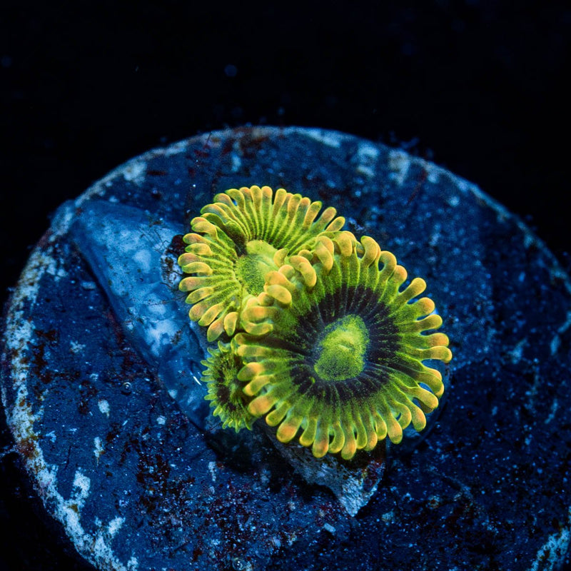 Rainbow Yoda Zoanthid