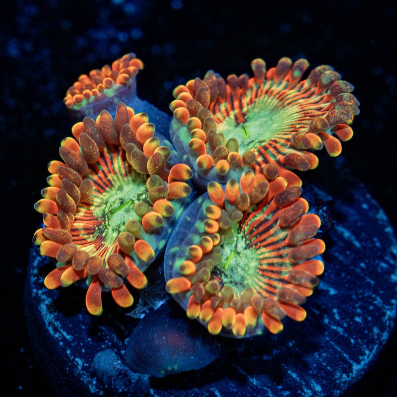 Magician Zoanthid