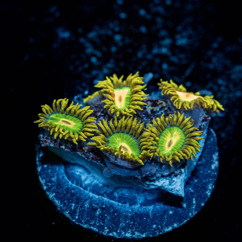 Rasta Zoanthid