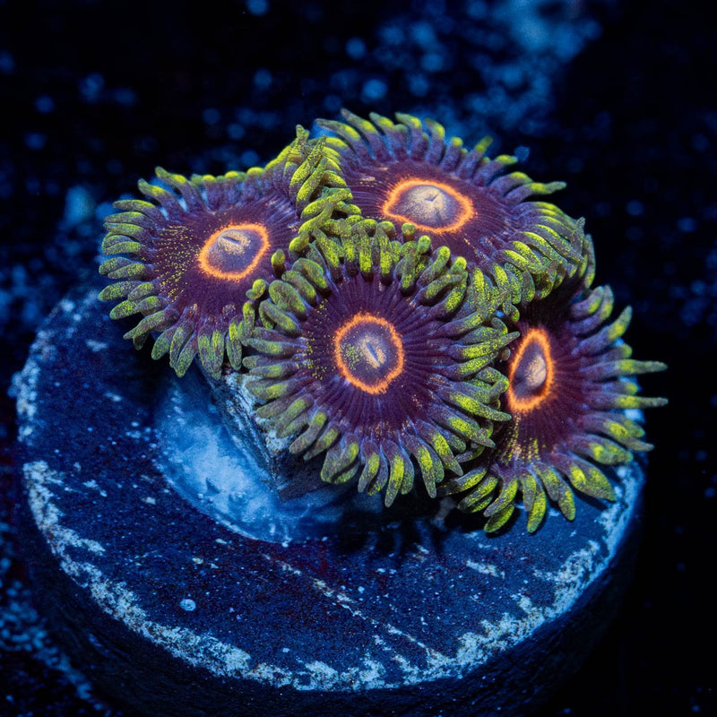 Jawbreaker Hornet Zoanthid