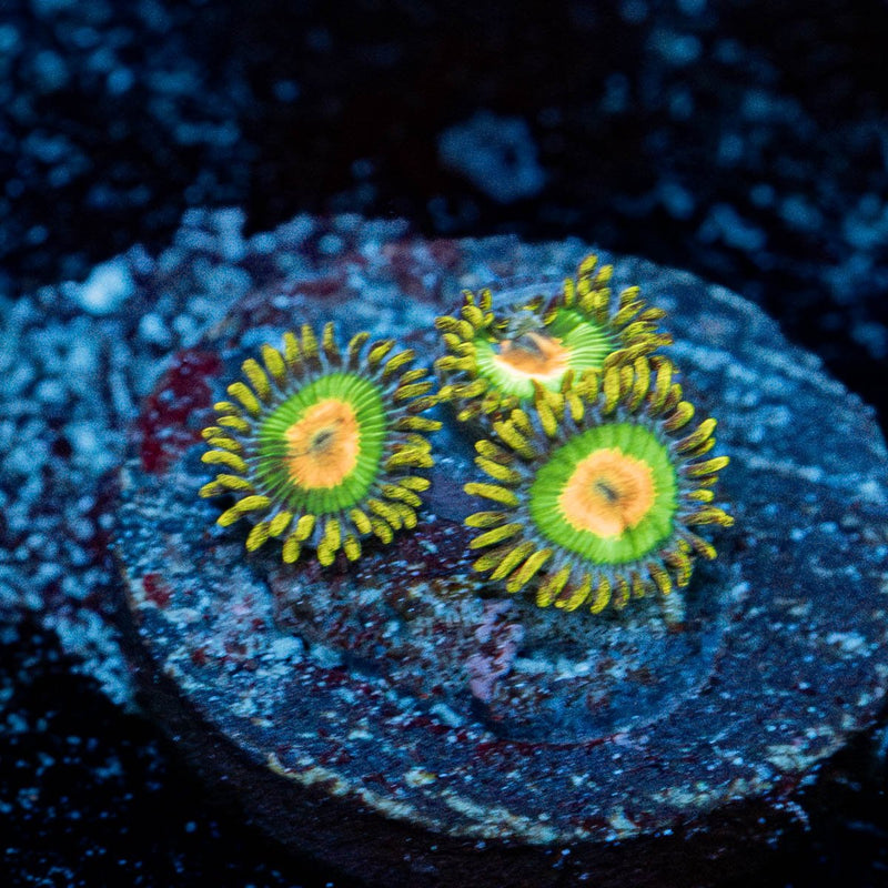 Rasta Zoanthid