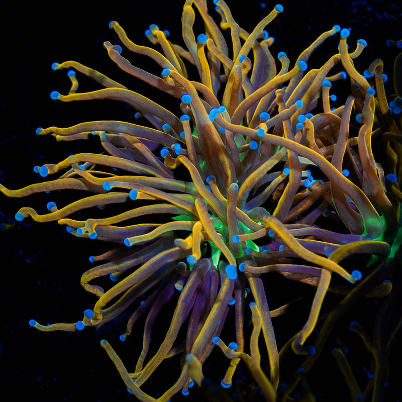 Ny Knicks Torch Euphyllia