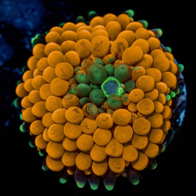 Orange FL Ricordea Mushroom