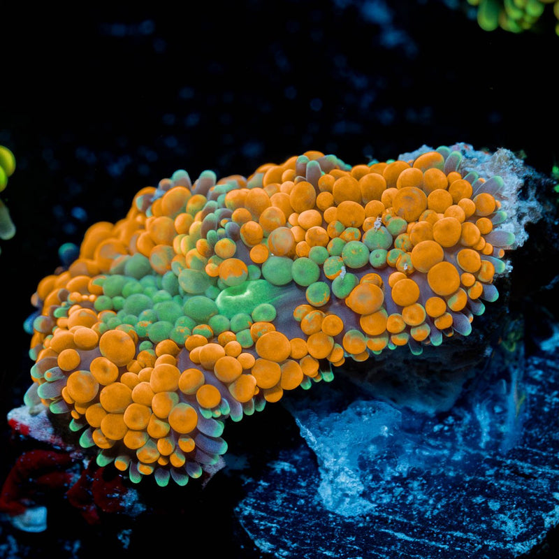 Orange FL Ricordea Mushroom