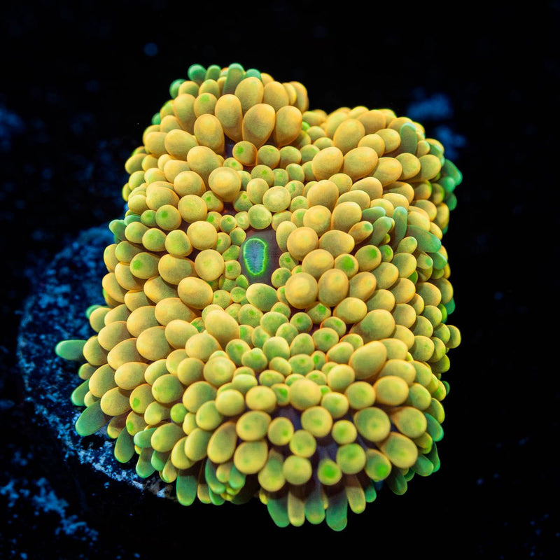 Yellow FL Ricordea Mushroom