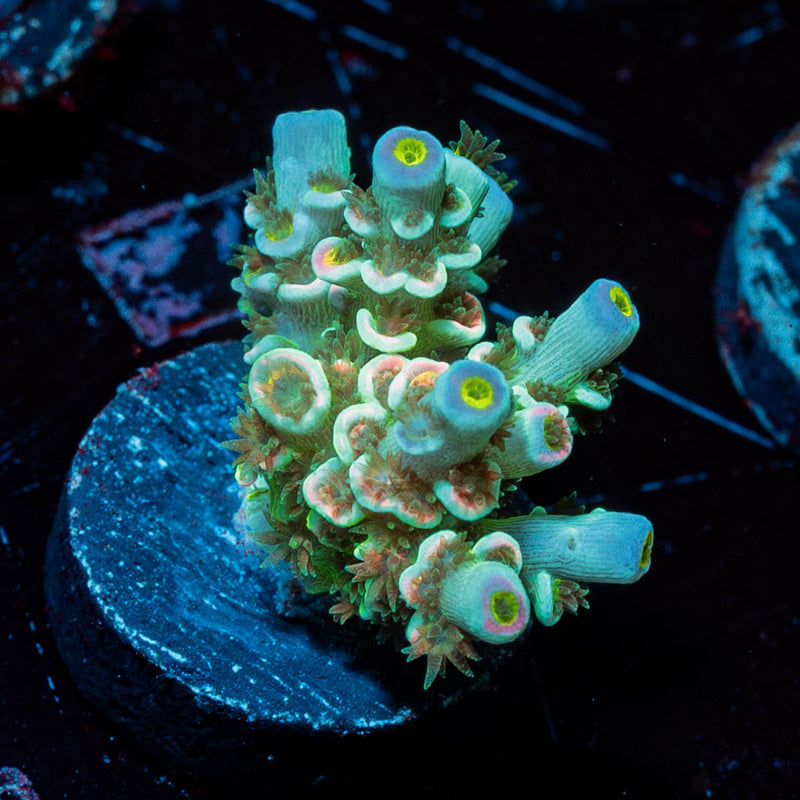 Circus Rings Tenuis Acropora