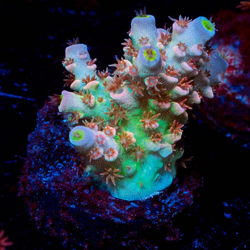 Tear Jerker Acropora