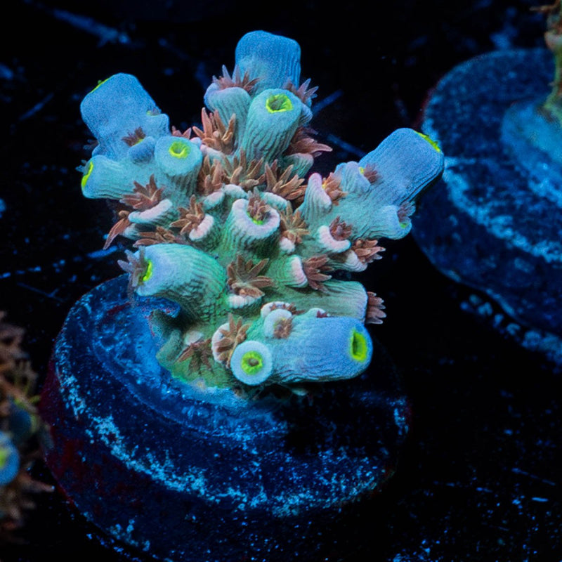 Tear Jerker Acropora